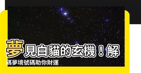 夢見白貓號碼|【夢見貓號碼】不可不知！夢見貓透露的驚人玄機，讓你幸運。